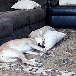 Meet your Posher, Zack